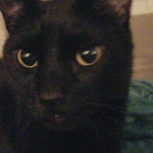 susanbianculli avatar