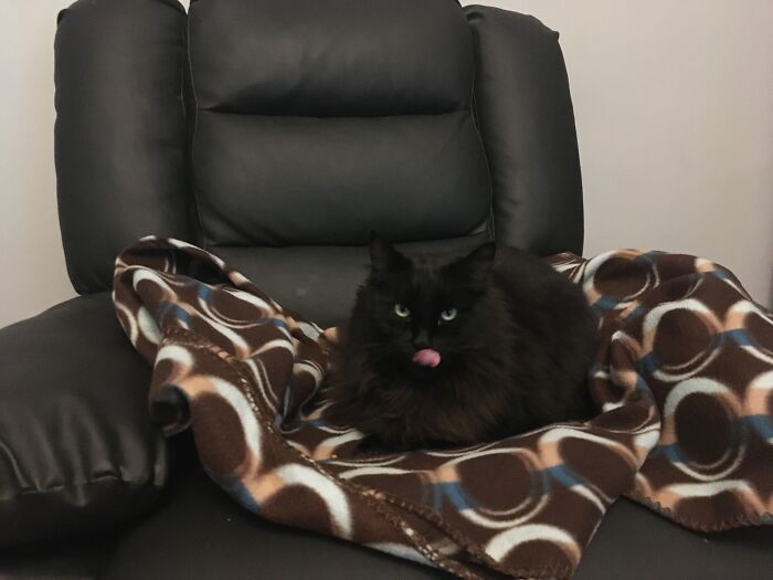 My Chair & House, Not My Cat