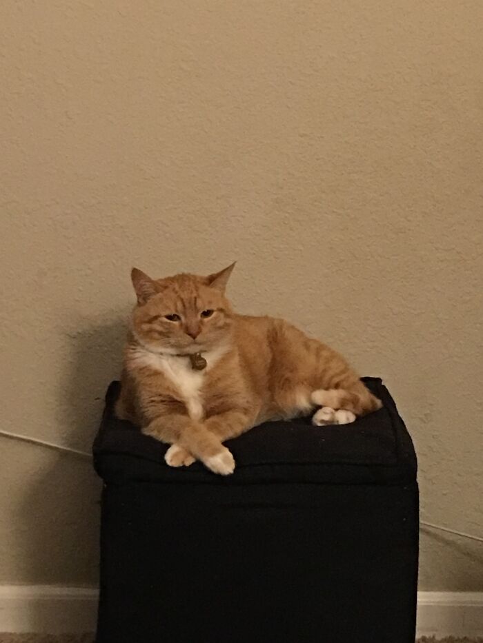 Lilbit Guy-Found And Adopted At 3 Weeks Old!