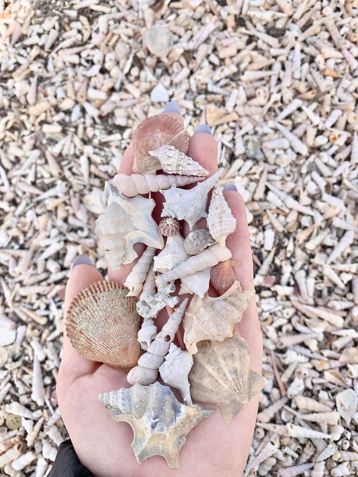 I Made Jewellery Using Shells From An Enchanting Beach