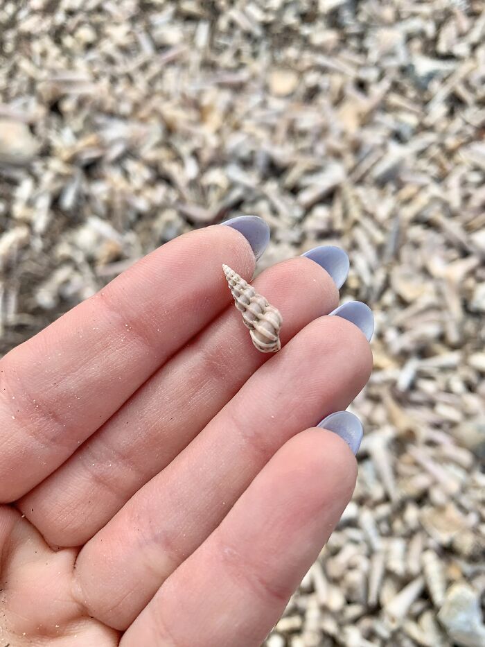 I Made Jewellery Using Shells From An Enchanting Beach