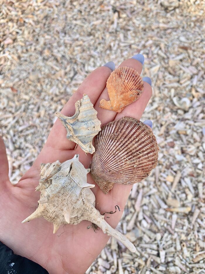 I Made Jewellery Using Shells From An Enchanting Beach