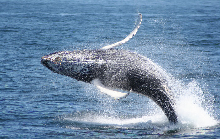 Humpback Breech Of Cape Cod Coast
