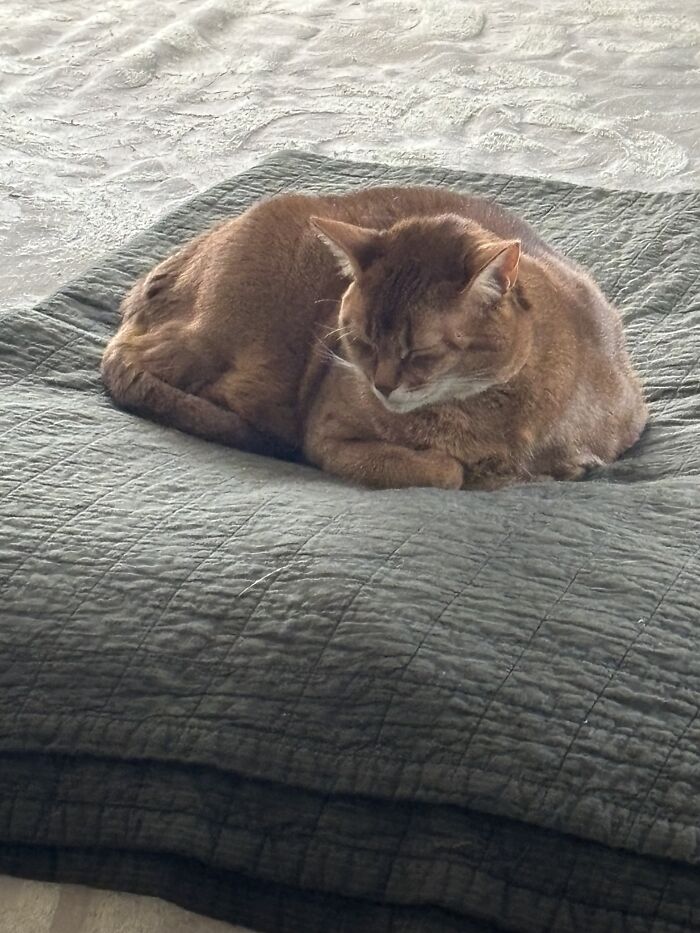 This Beautiful Chonker Weighs 20 Pounds!