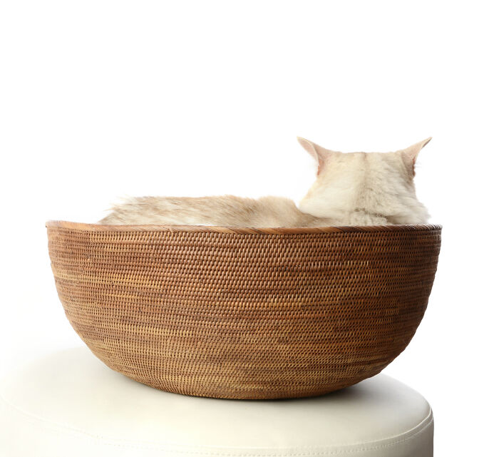 Front Of Cat… Back Of Cat… (Cassandra)