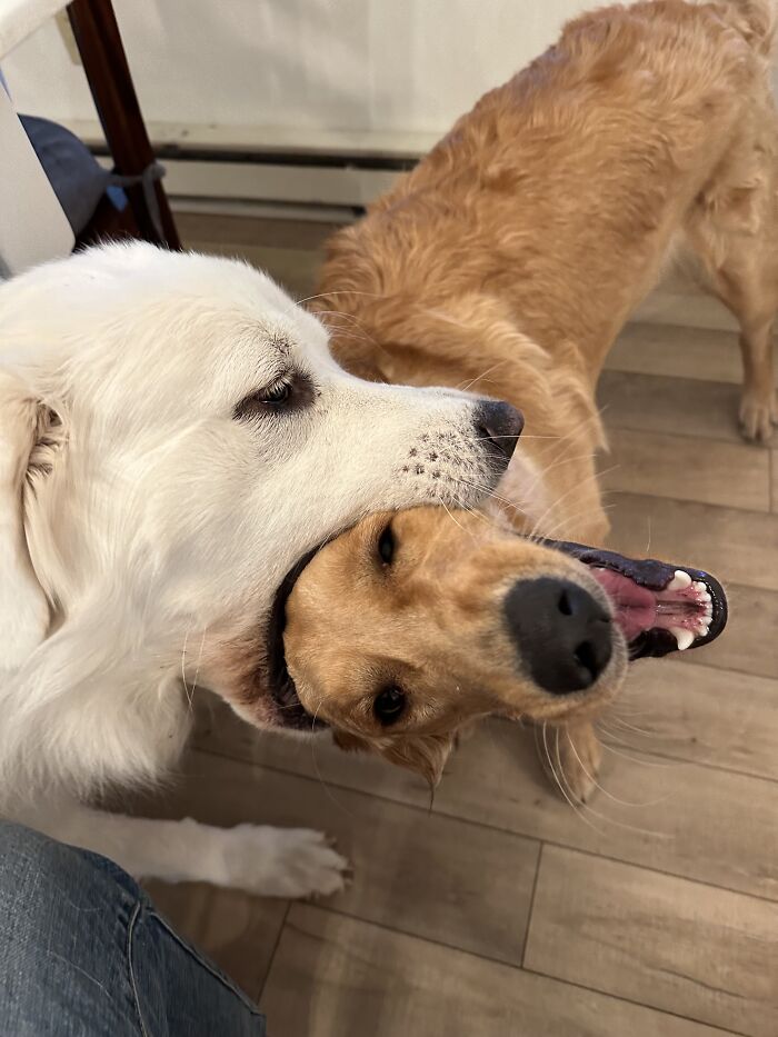 A Little Sibling Rivalry…(Nobody Got Hurt!)