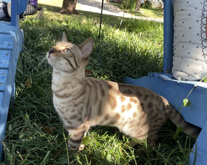 Friendly Neighborhood Cat, I Named Him Oliver