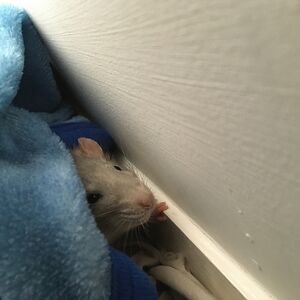 andrea-rusmane avatar