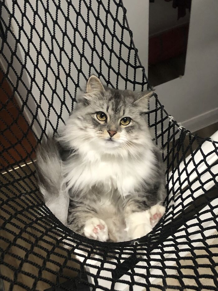 My Name Is Pavlova, Because I Am Soft And Sweet ☺️