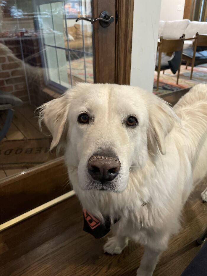 Daisy Is A Good Girl