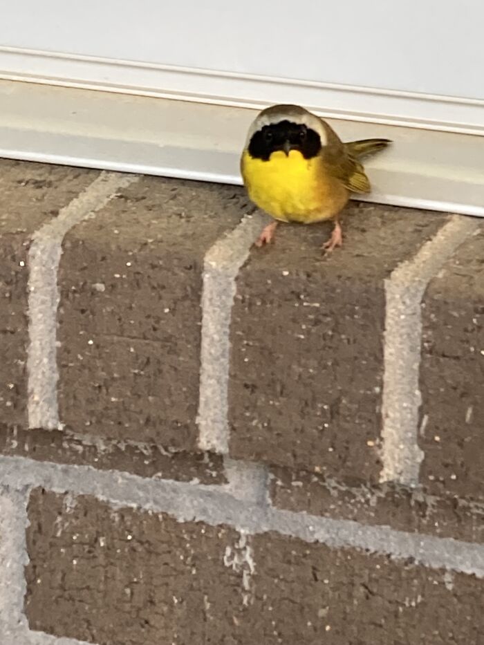 Common Yellow Throat