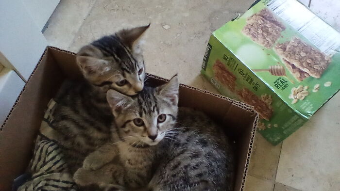 Not My Cat. My Grandma's 2 Cats, Franky And Johny