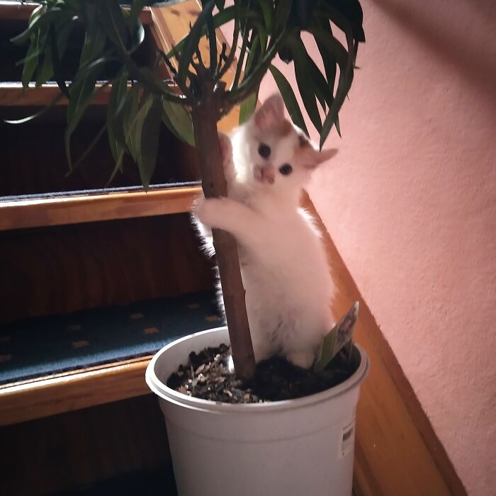 Tiffany ♥ In Flowerpot