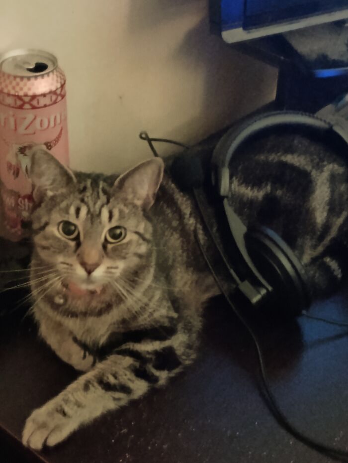 This Is Dingo. My Son Found Her Injured, As A Kitten. She Returns The Favor, By "Helping" Him On The Computer