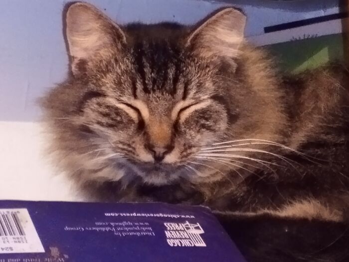 Goober. He Is The Sweetest Cat