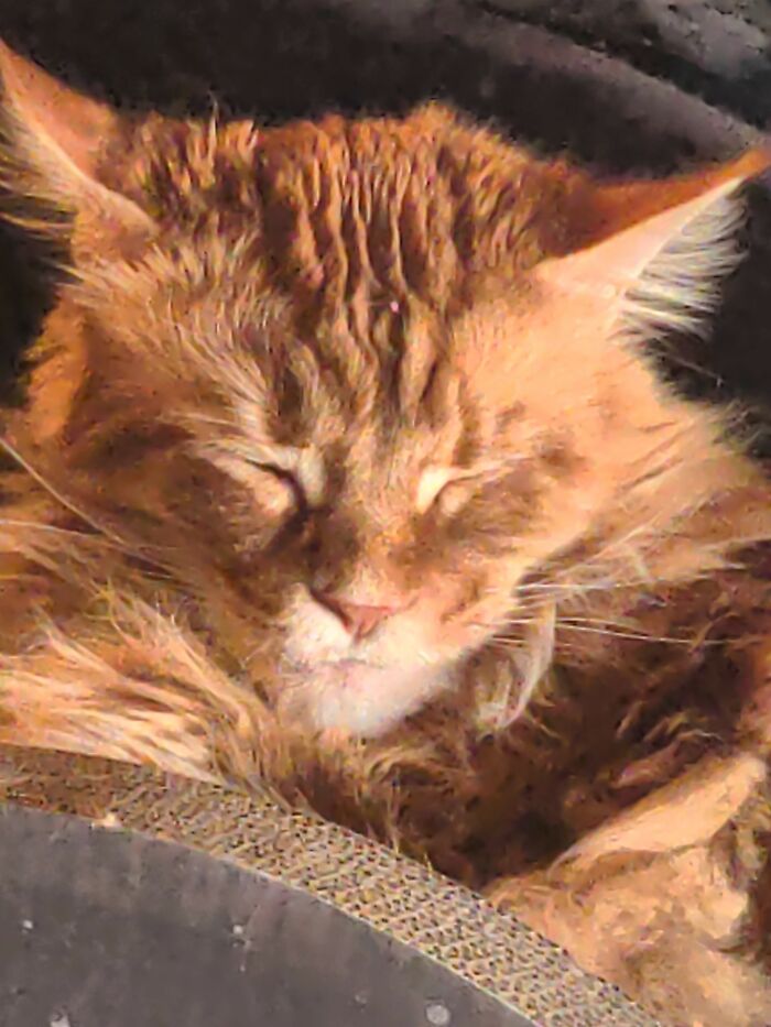 Argon The Gentle Giant