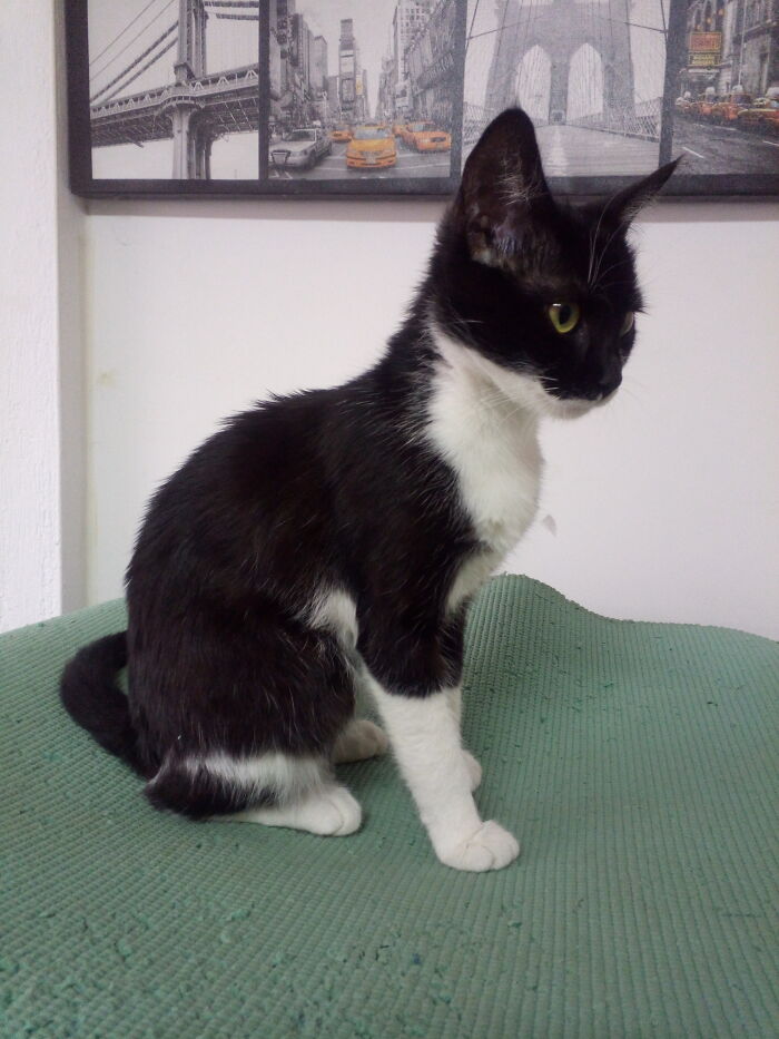 Workshop Pest Control Officer Purri