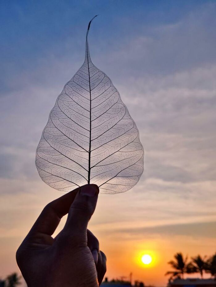 Golden Hour Gems: Aaditya Shrirang Bhat's Stunning Sunset Photo Stories