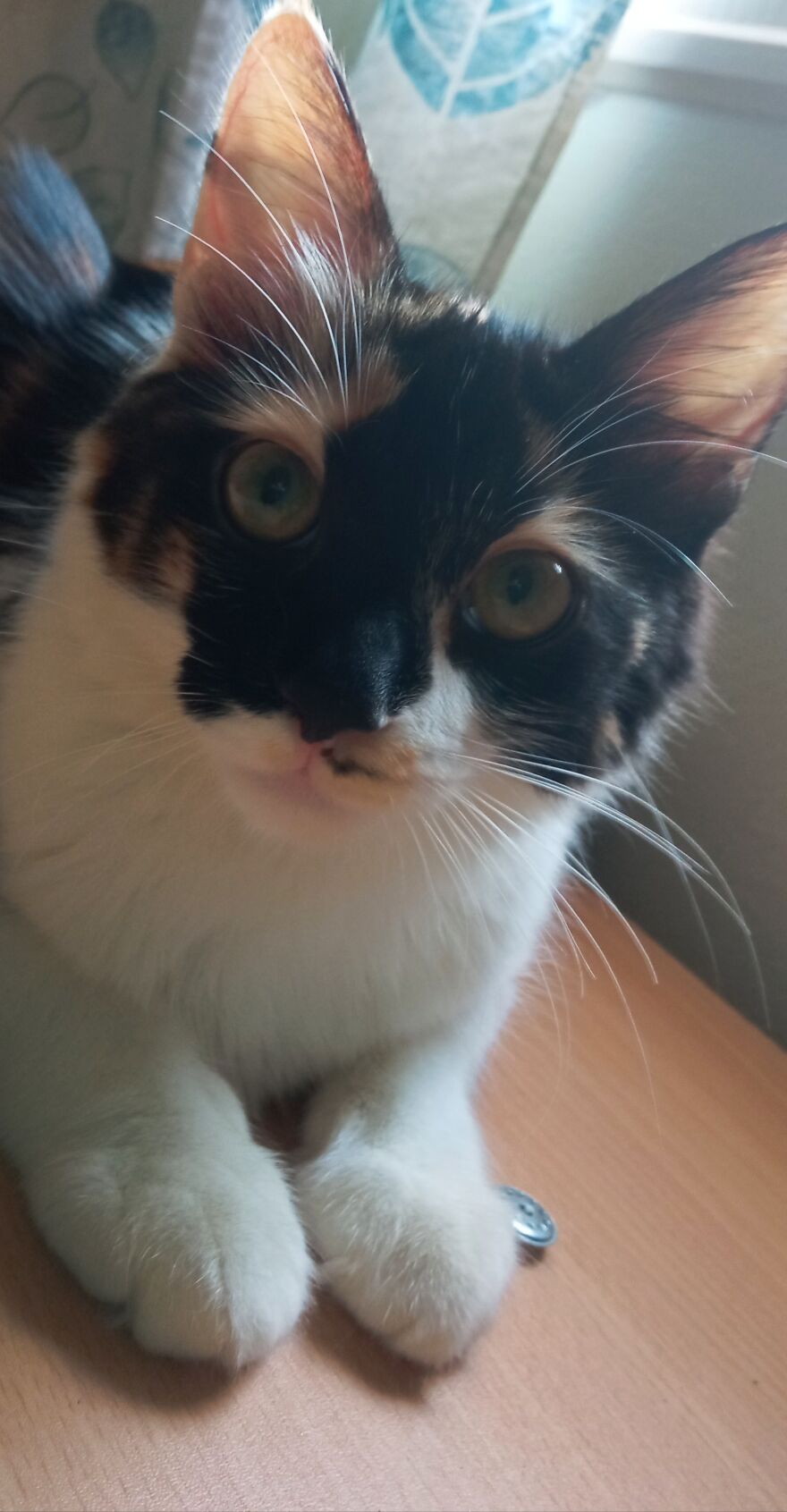 Lisa , The Lost Calico Cat