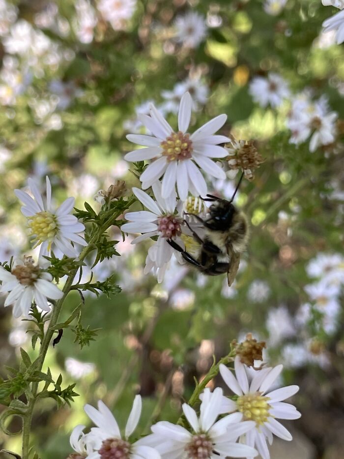 This Little Bumblebee