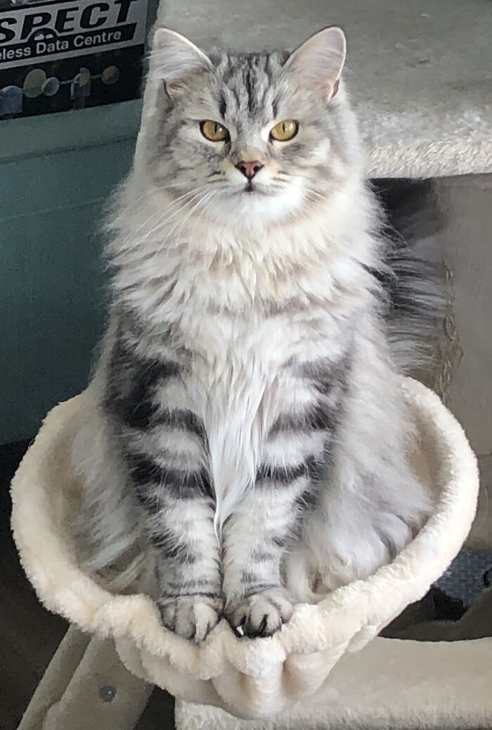 Miss Anya, Loves Tummy Rubs And Needs To Be Held