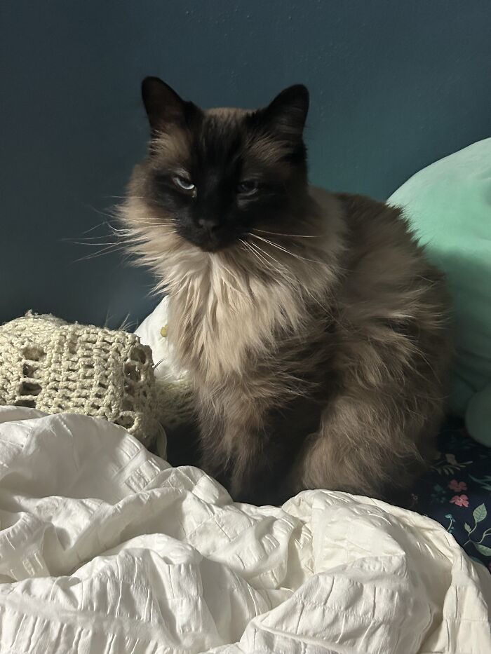 Franklyn Was Extremely Offended That I Had To Stop Snuggling Him And Get Up For School