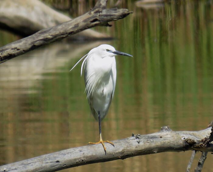 Beautiful White Heron