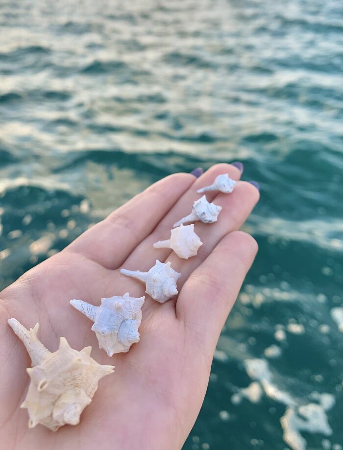 I Made Jewellery Using Shells From An Enchanting Beach