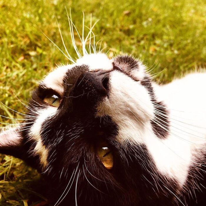 Lil’ Bob Is The King Of The Garden