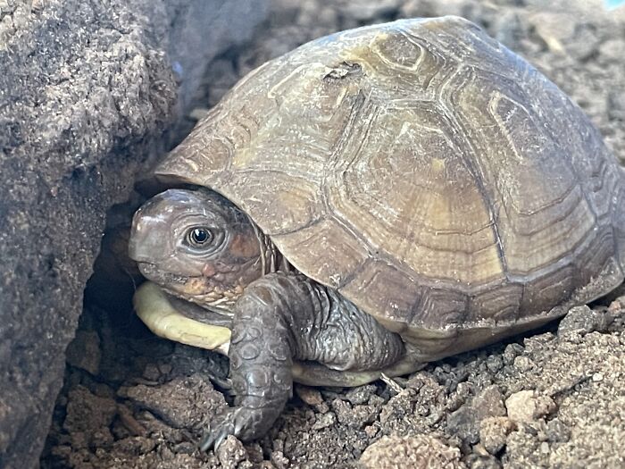 Shy Little Tortoise