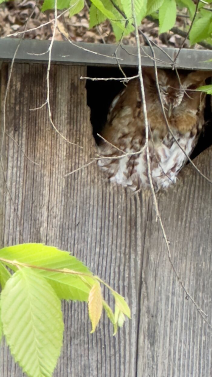 An Owl During The Daytime!