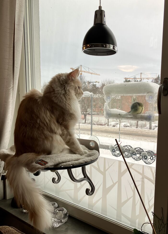 Sir Flexington Contemplates Sleeping Bird