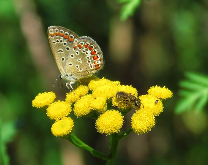 There Is Enough Pollen For Everyone