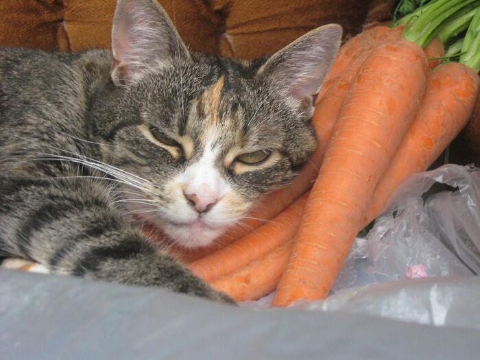 Kiki ♥ Rip 2018, Comfortable Carrrots