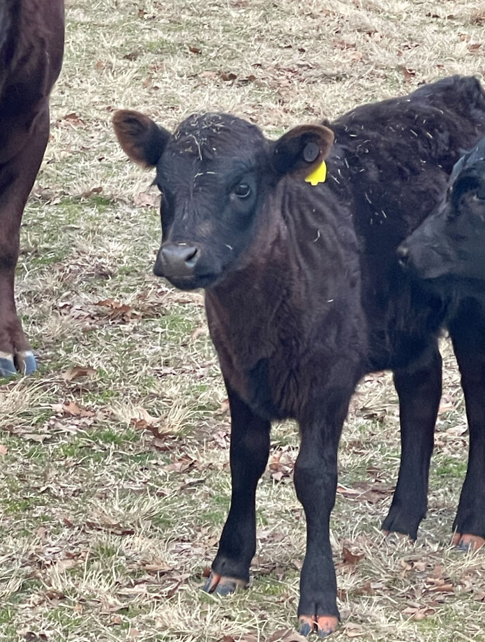 This Cow On The Ranch I Work At, Just The Sweetest Little Thing. I Am Open To Name Suggestions :)