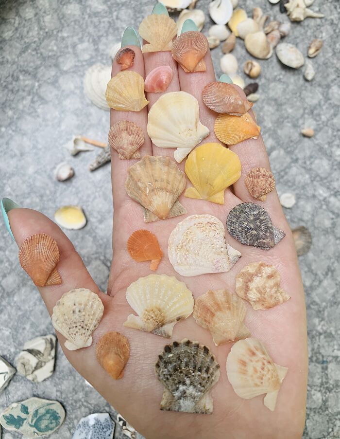 I Made Jewellery Using Shells From An Enchanting Beach