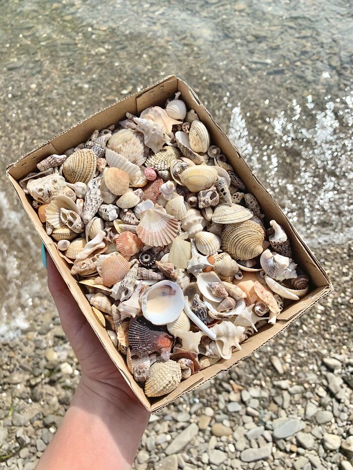 I Made Jewellery Using Shells From An Enchanting Beach