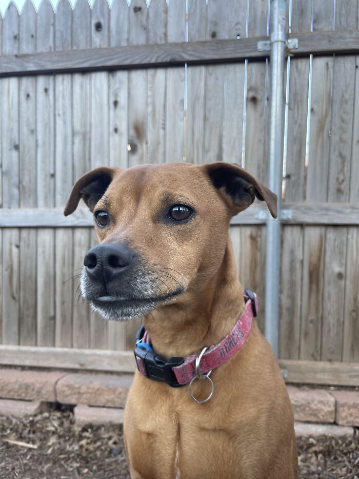 My Friend’s Dog Is Starting To Grow A White Beard 🤍
