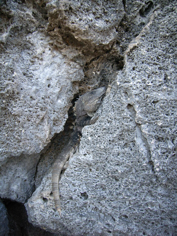 Iguana Is Hiding In The Reef Rock. Looked At Me Wondering: "No, You Can't Se Me, My Camouflage Is Perfect!"