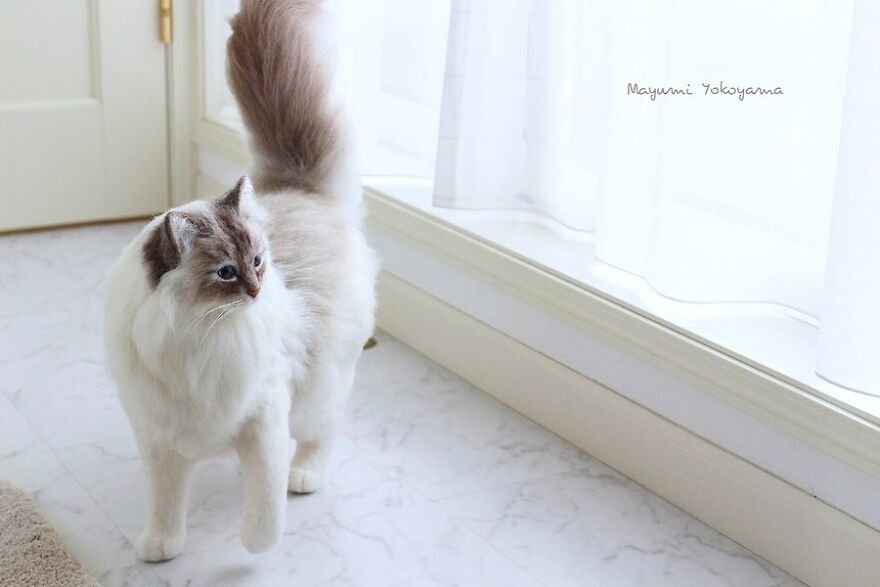 Japanese Artist Creates Cute, Realistic Cats With Felted Wool (Interview)