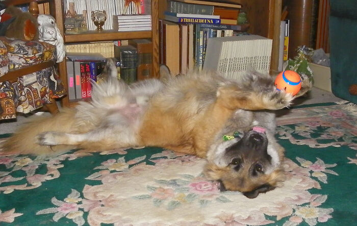 Max Challenges Himself: Drops The Ball And Catches It In His Mouth