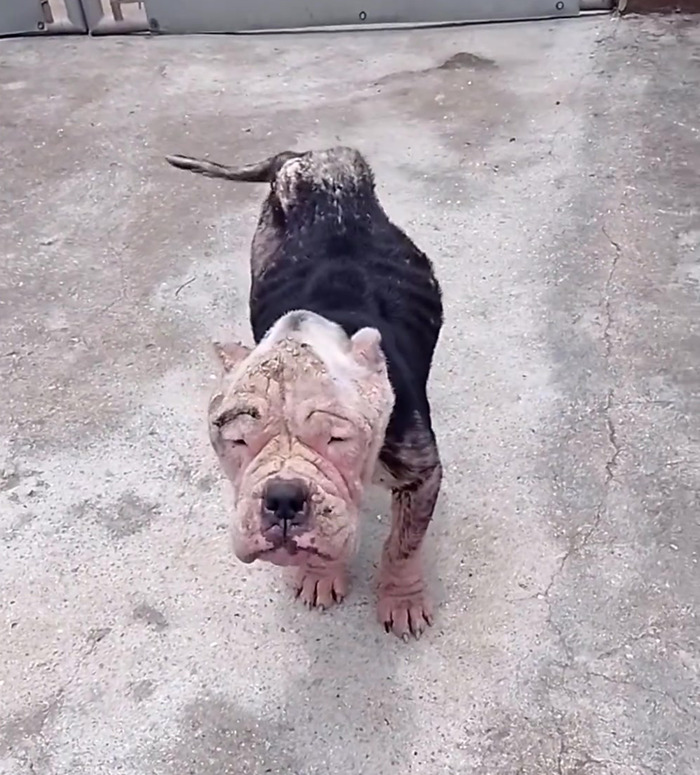 Remarkable Recovery Story Of A Resilient Dog That Was In Desperate Need Of Rescue