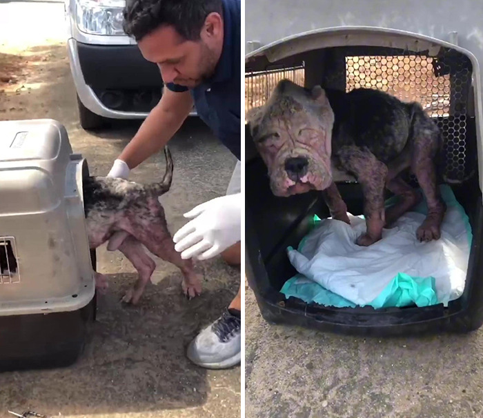 Remarkable Recovery Story Of A Resilient Dog That Was In Desperate Need Of Rescue