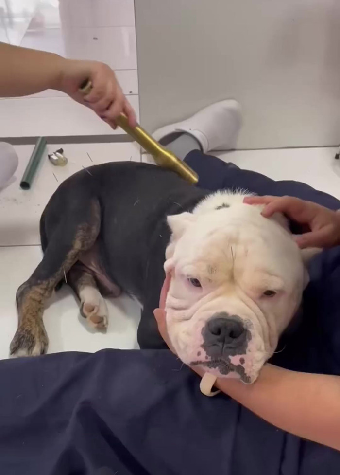 Remarkable Recovery Story Of A Resilient Dog That Was In Desperate Need Of Rescue
