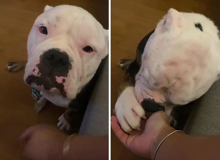 Remarkable Recovery Story Of A Resilient Dog That Was In Desperate Need Of Rescue