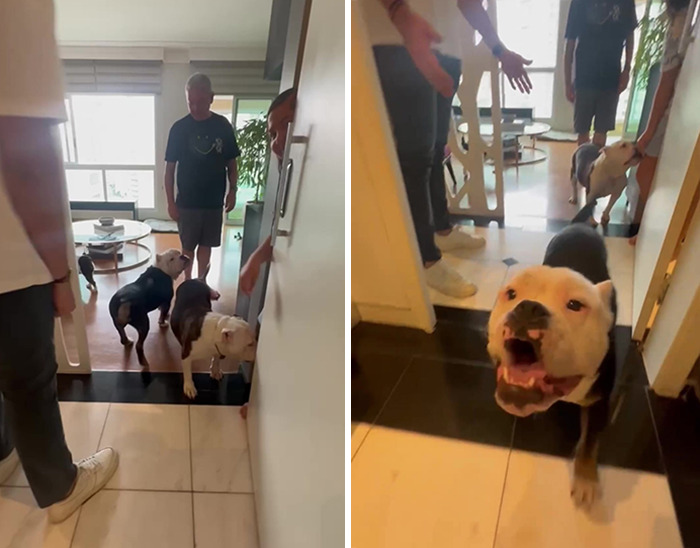 Remarkable Recovery Story Of A Resilient Dog That Was In Desperate Need Of Rescue