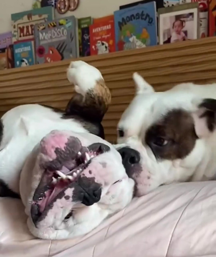 Remarkable Recovery Story Of A Resilient Dog That Was In Desperate Need Of Rescue