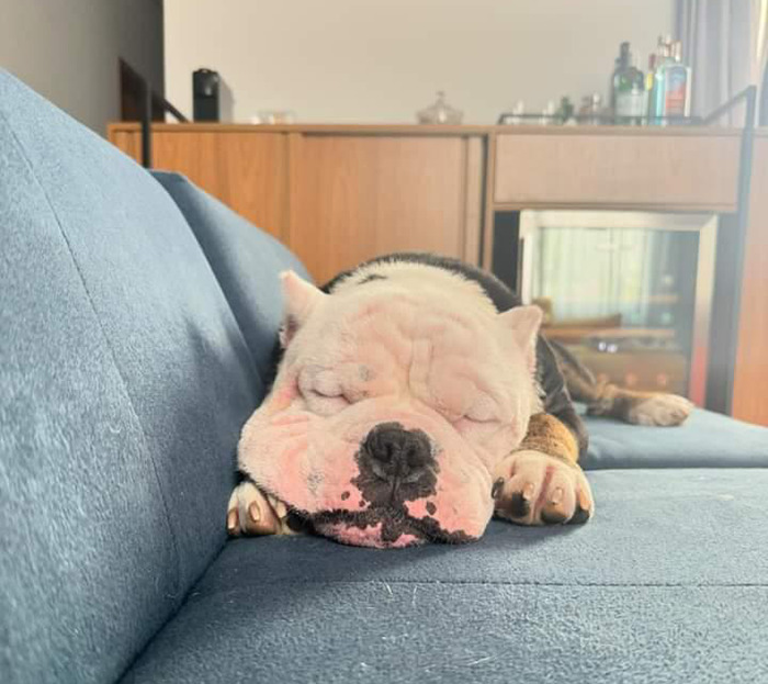 Remarkable Recovery Story Of A Resilient Dog That Was In Desperate Need Of Rescue