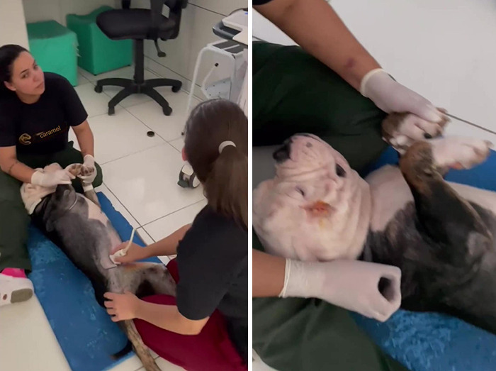 Remarkable Recovery Story Of A Resilient Dog That Was In Desperate Need Of Rescue