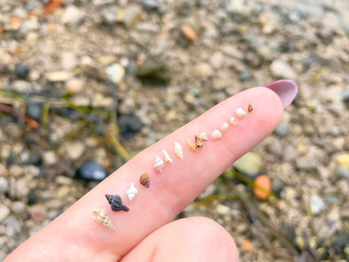 I Made Jewellery Using Shells From An Enchanting Beach